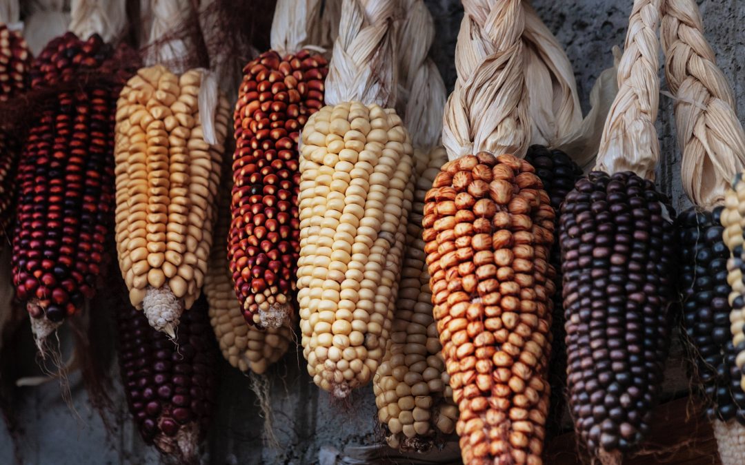 ¿Sabías que… el maíz ha sido de colores?