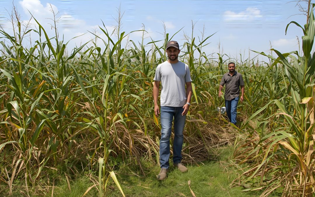 ¿Sabías que… la ciencia y los saberes ancestrales pueden caminar juntos por el maíz?